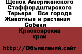 Щенок Американского Стаффордштирского Терьера - Все города Животные и растения » Собаки   . Красноярский край